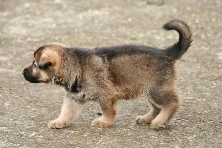 Pastor Alemão filhote
