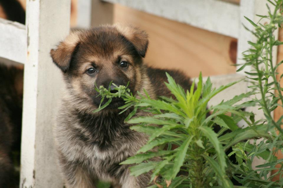 Pastor Alemão filhote