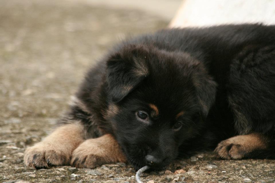 Pastor Alemão filhote