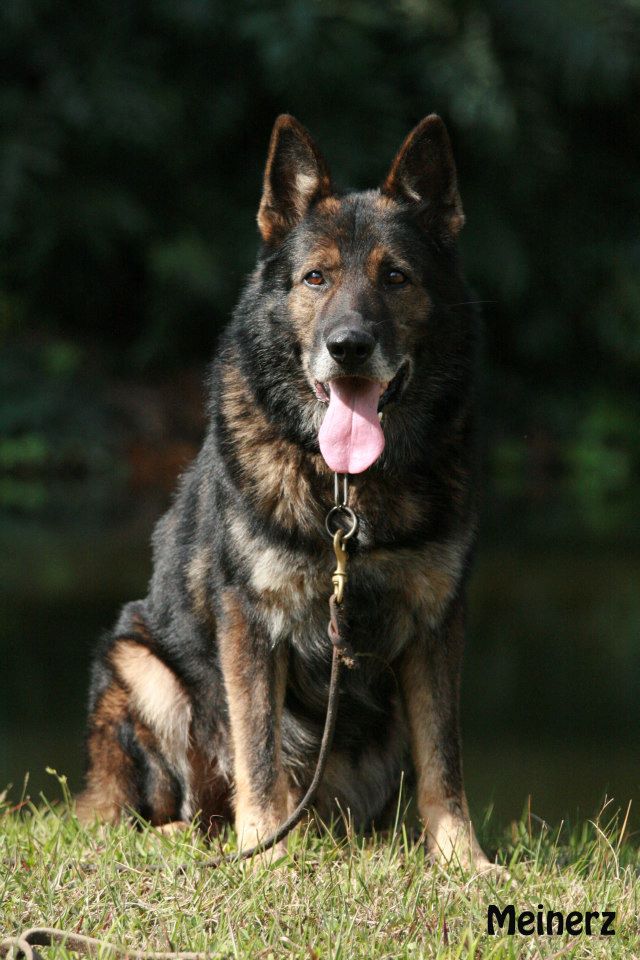 Pastor alemão reprodutor
