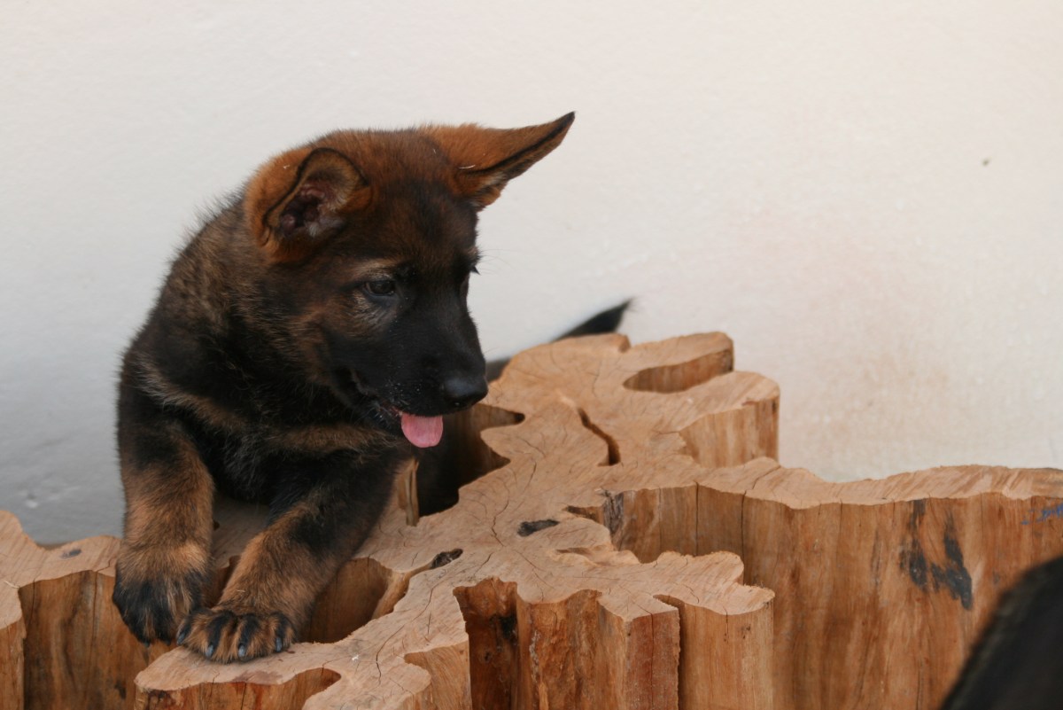 Pastor Alemão filhote